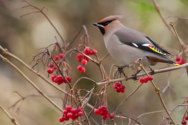 Pestvogel